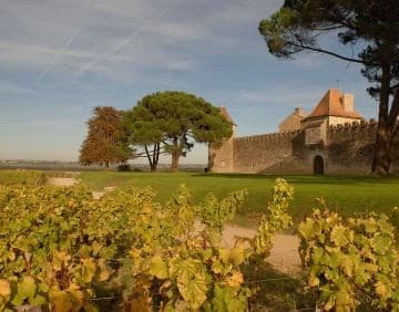 Een wijngaard in Bordeaux.