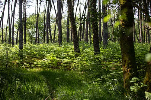 Bomen en groen in het natuurpark Landes de Gascogne.
