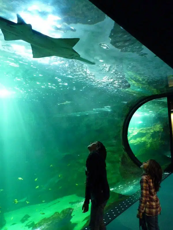 Twee mensen bekijken een haai in het aquarium van La Rochelle.