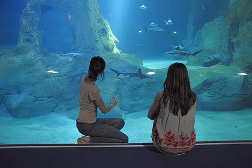 Twee mensen kijken door het glas van het aquarium van Biarritz.